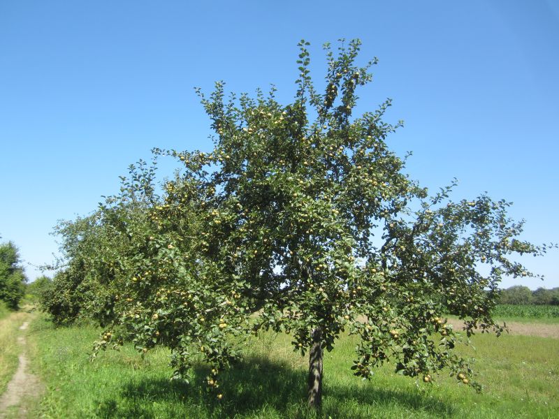Treidlerweg30.JPG