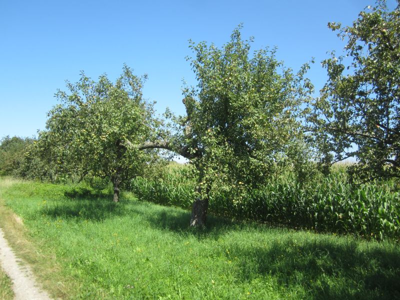 Treidlerweg31.JPG