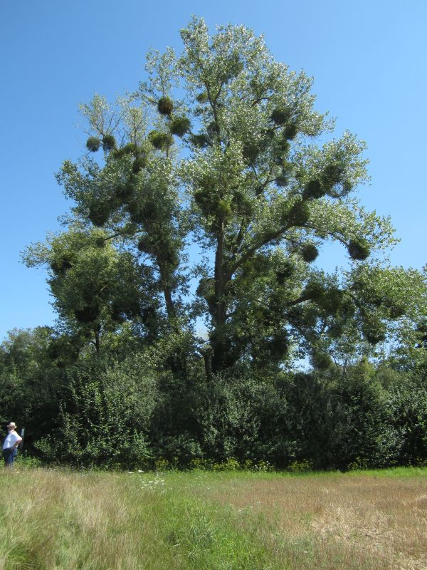 Treidlerweg32.JPG