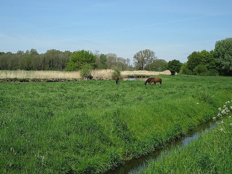 Fruehling19.jpg