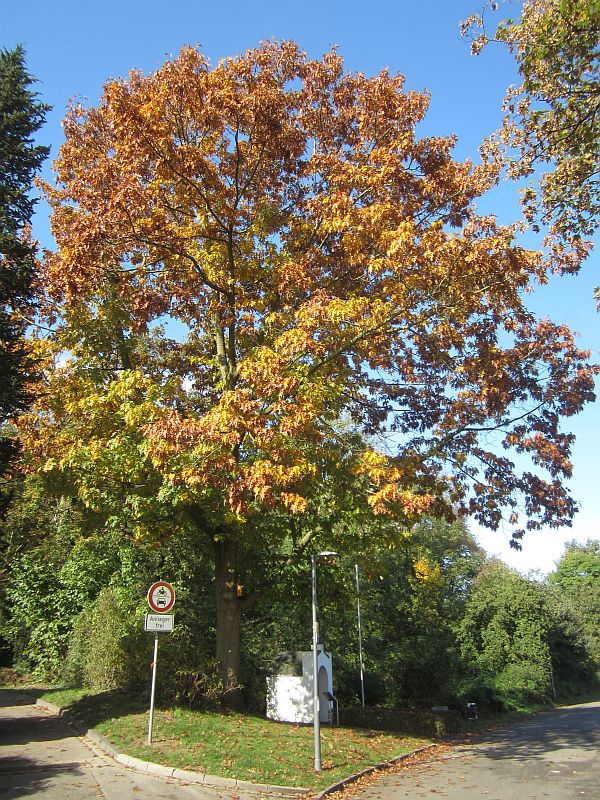 Herbst06.jpg