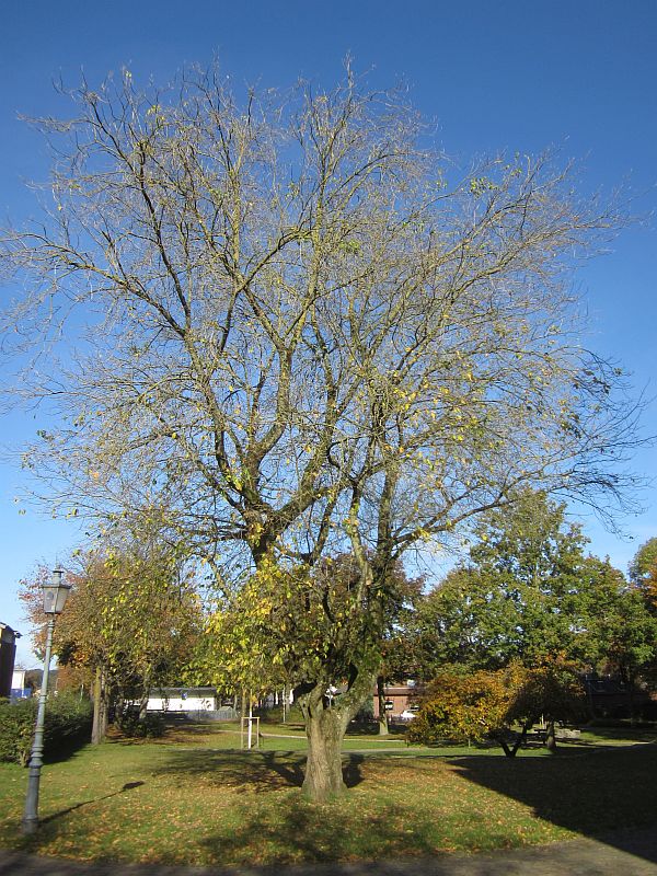 Herbst08.jpg