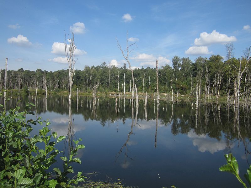 Pfingstsee.jpg