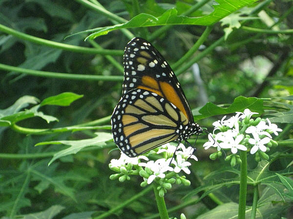 Schmetterling1.jpg