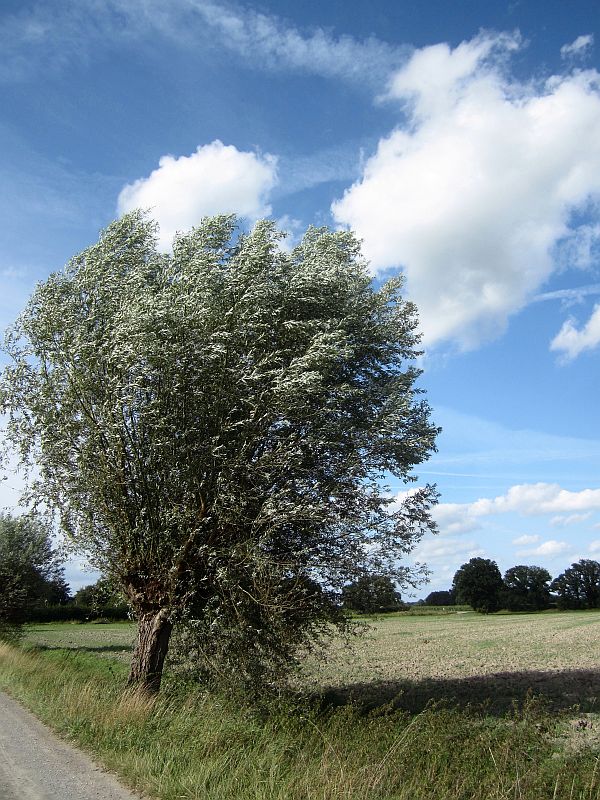 Sommer19.jpg