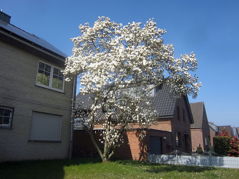 Fruehling02.jpg