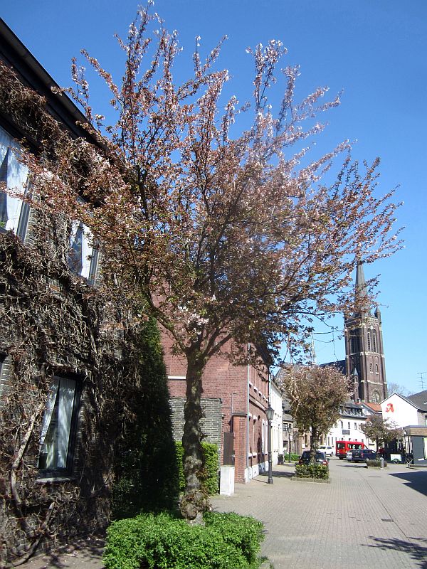 Fruehling05.jpg