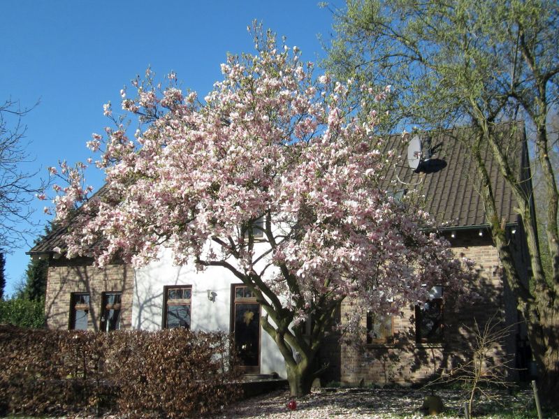 Fruehling10.jpg