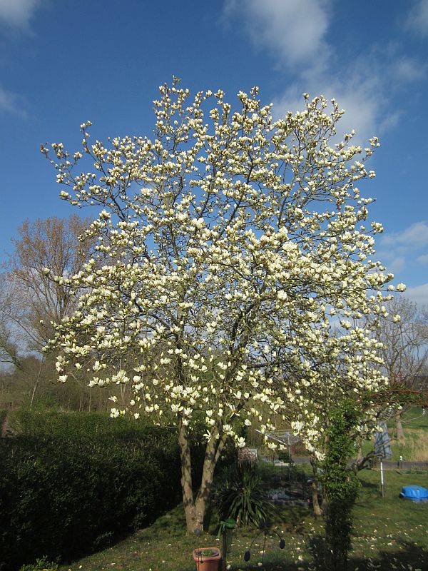 Fruehling13.jpg