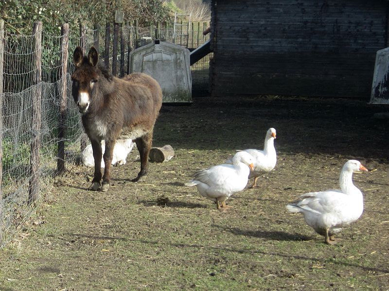 Pets02.jpg