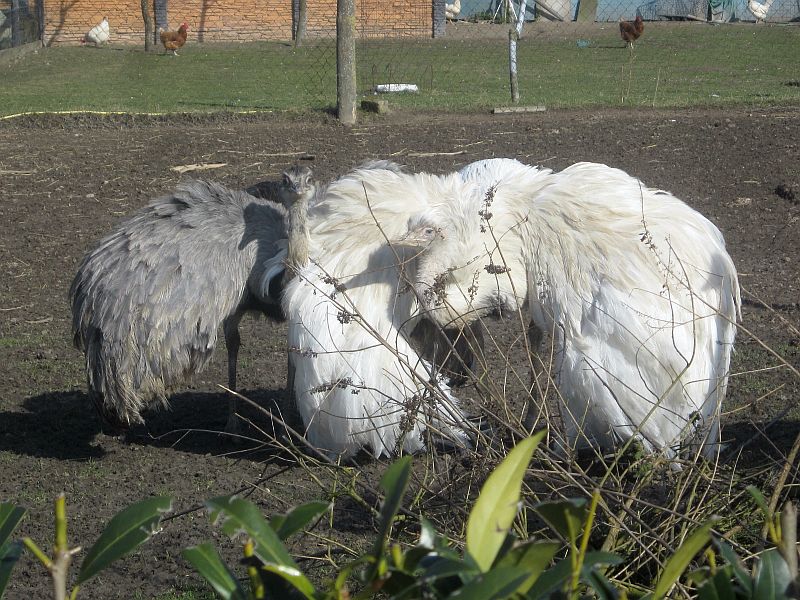 Pets03.jpg
