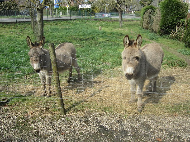 Pets05.jpg