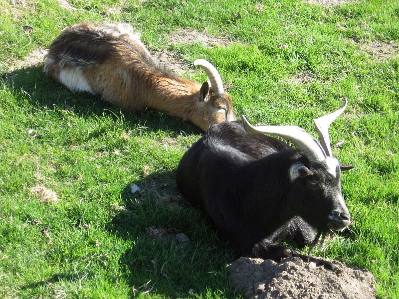 Pets06.jpg