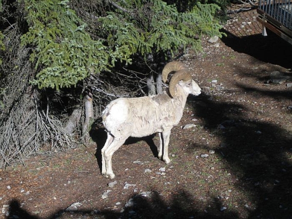 Banff17.jpg