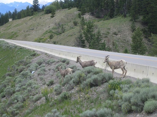 Kootenay34.jpg