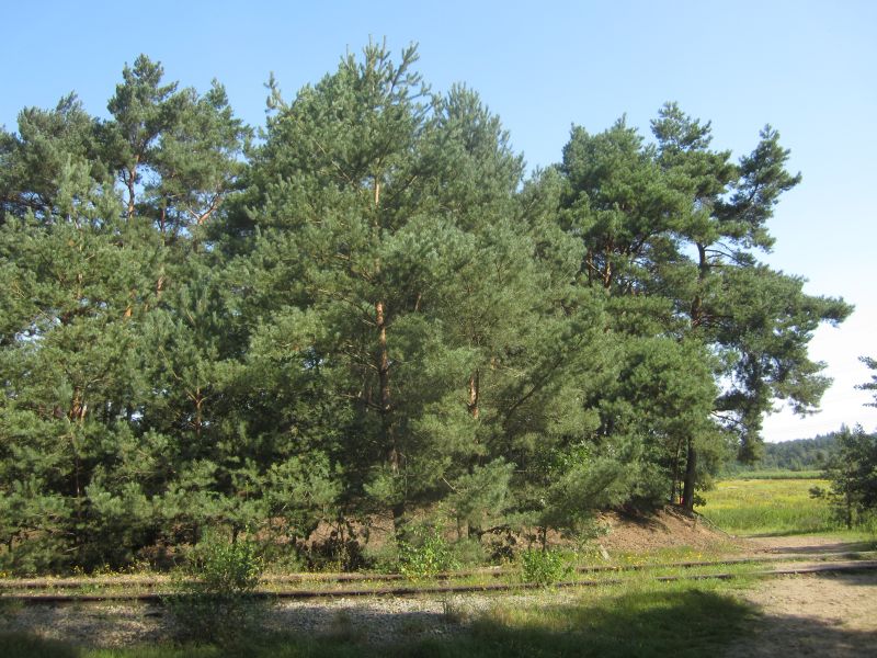 Meinweg04.JPG